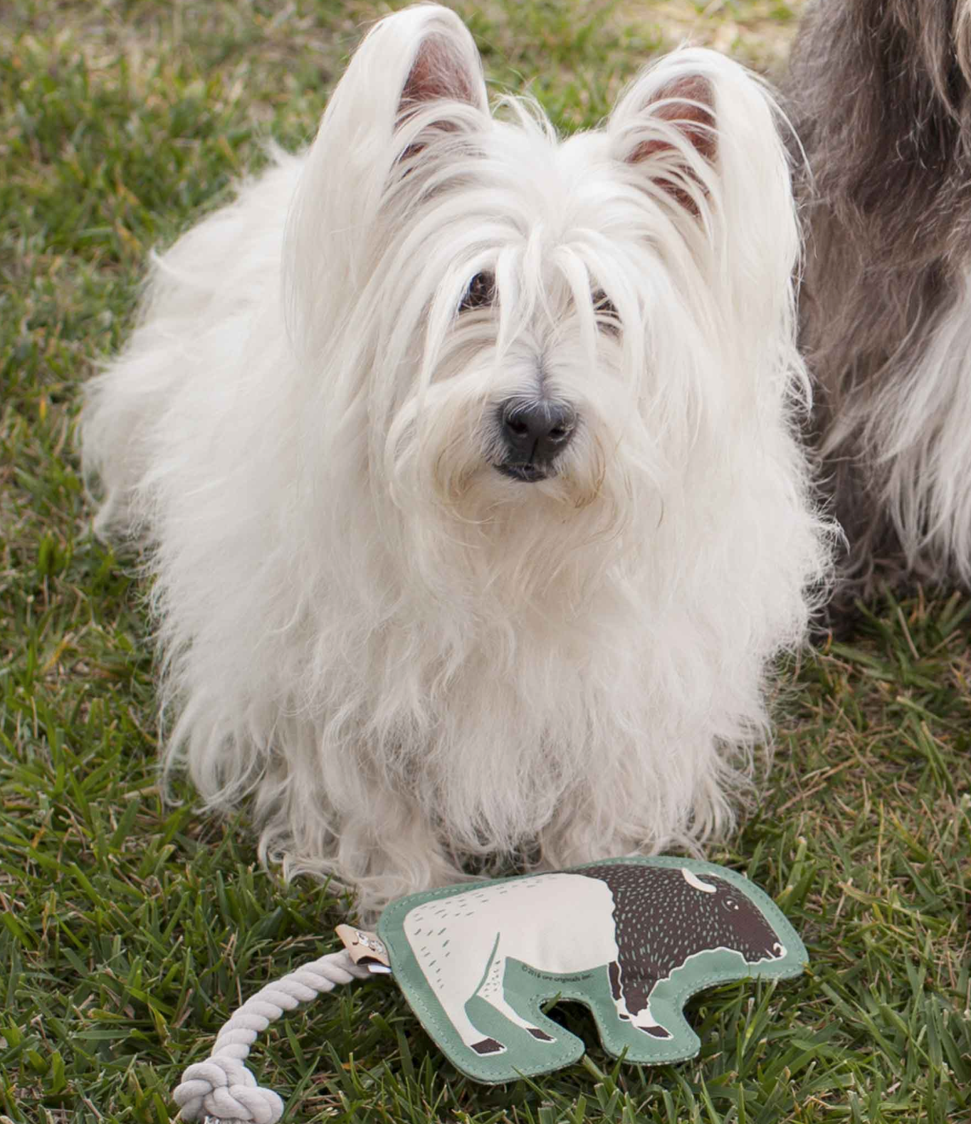 Dog with Buffalo Rope Toy.