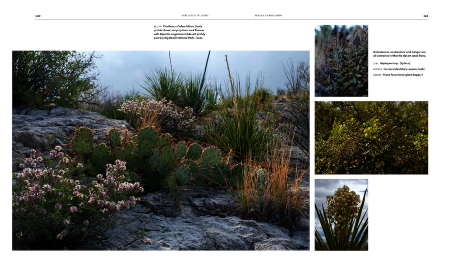 Page 120 from Shrouded in Light: Naturalistic Planting Inspired by Wild Shrublands.